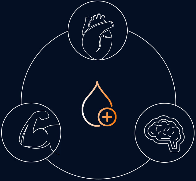 Ageless Future - Diagram Ageless Future - Diagram